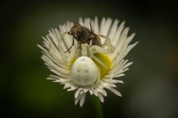 Goldenrod Crab Spider