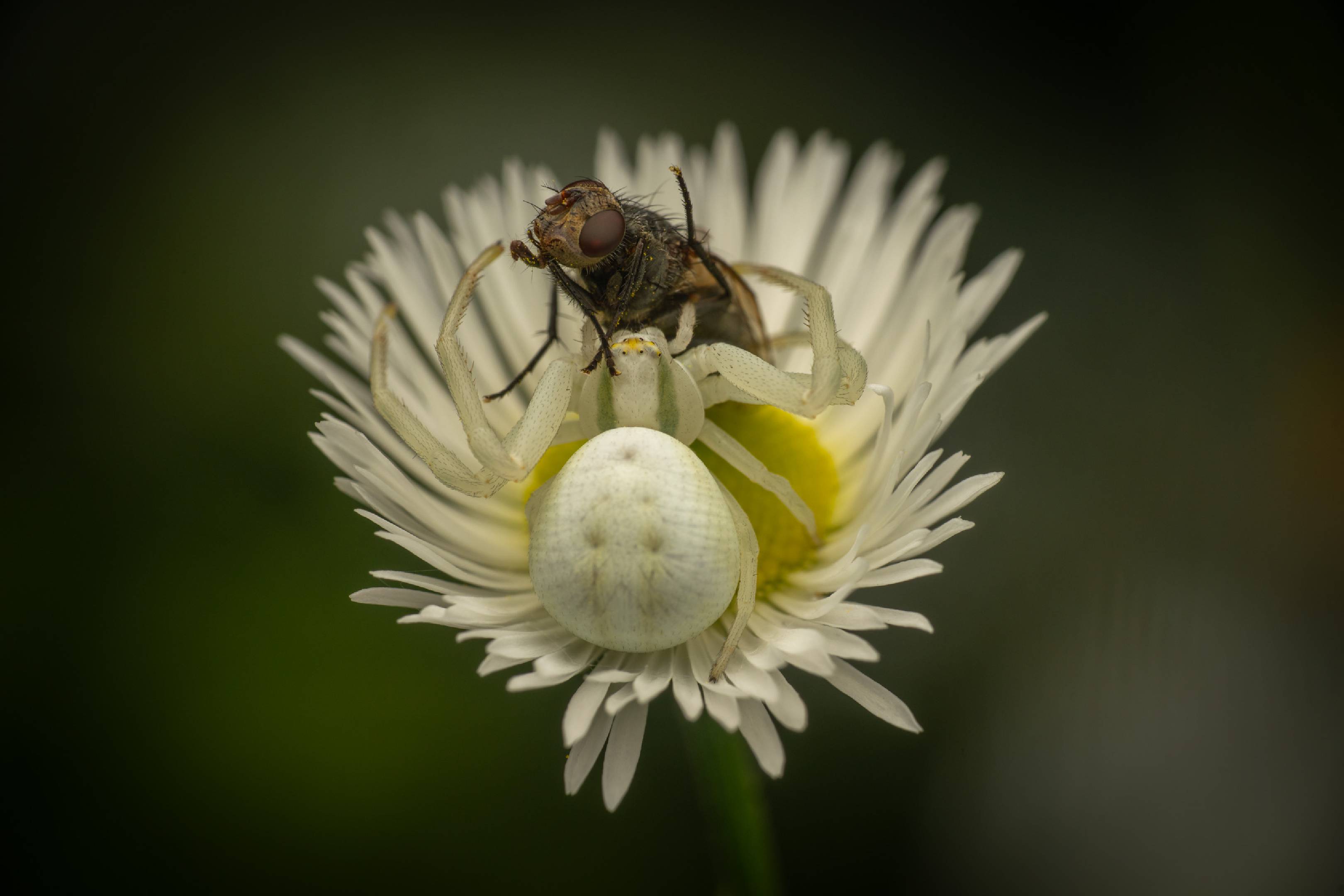 Goldenrod Crab Spider