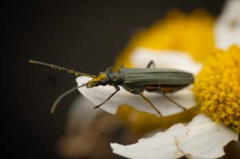 Oedemera lurida