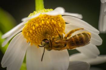 Furrow Bees | Furrow Bees