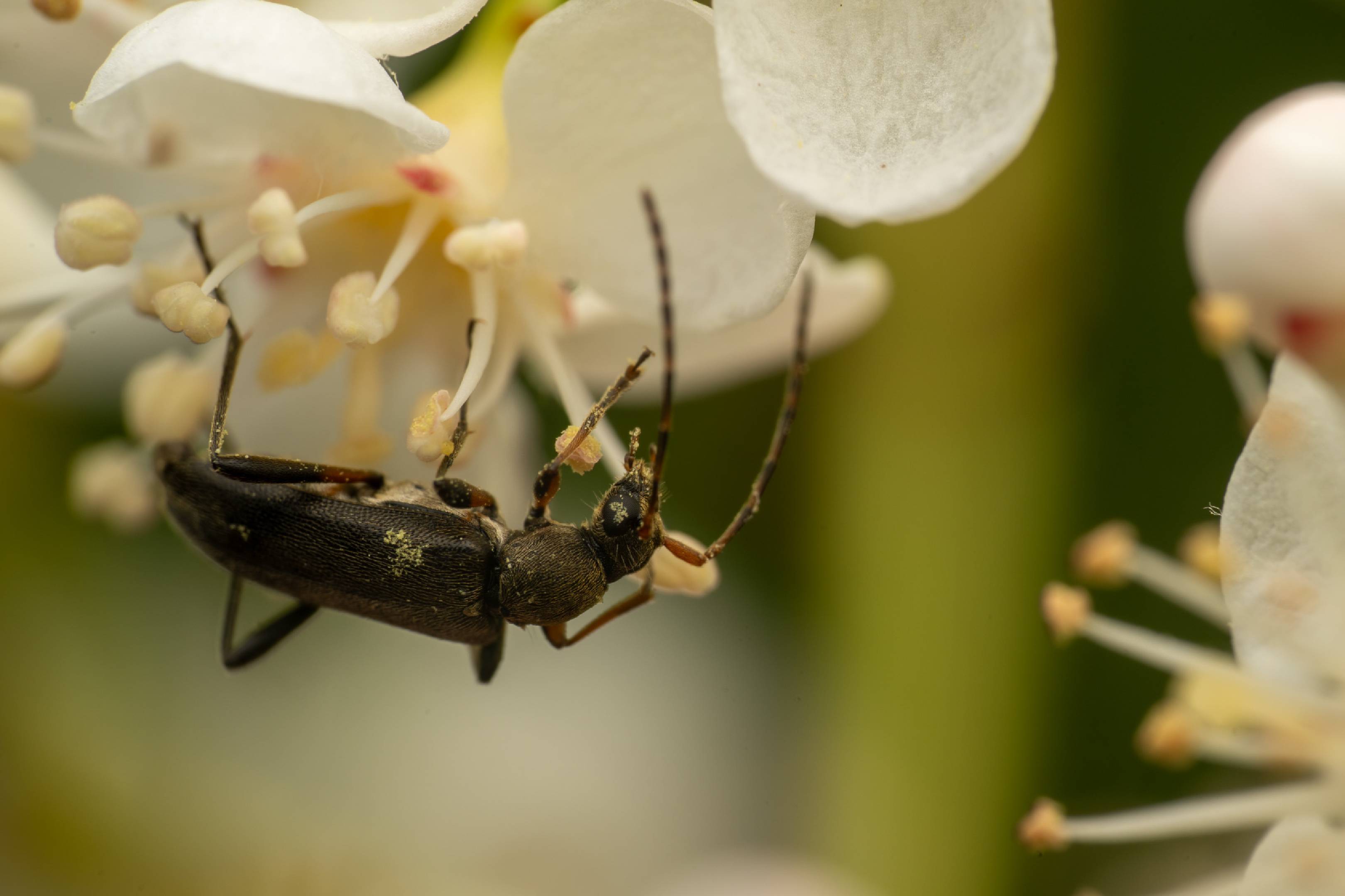 common grammoptera | common grammoptera
