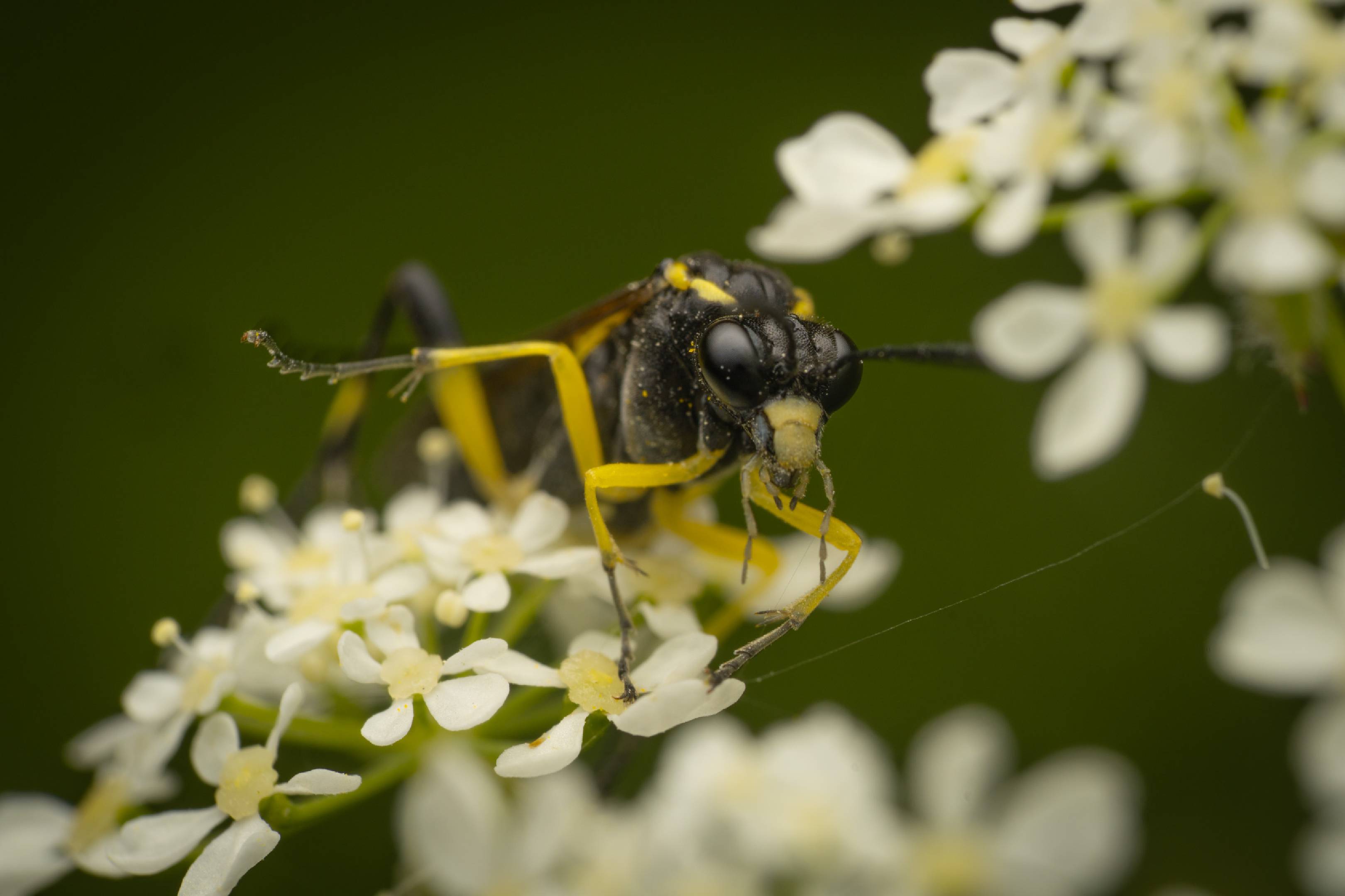 Yellow-spotted Macrophya