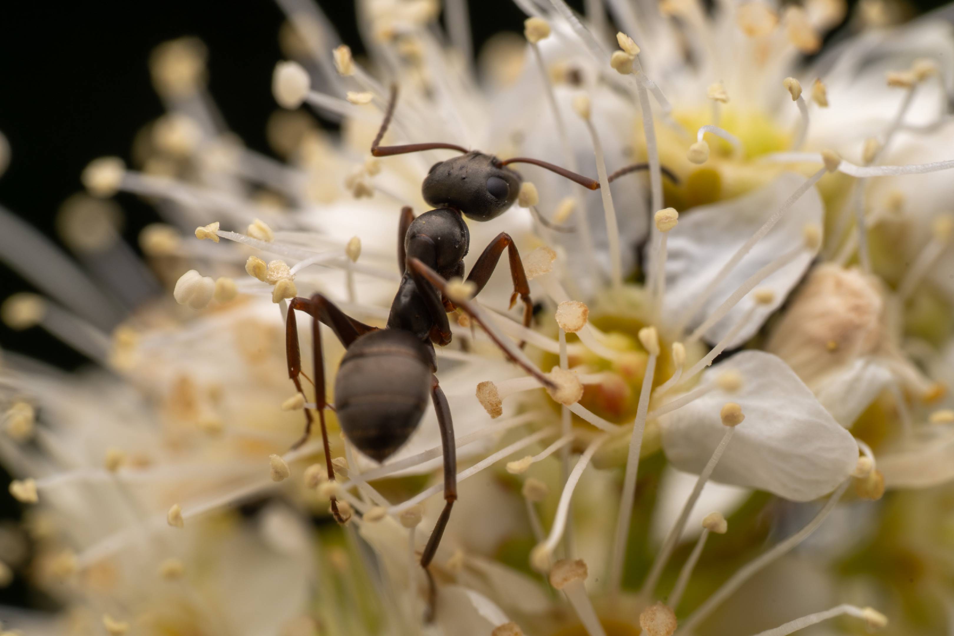 Wood, Mound, and Field Ants | Wood, Mound, and Field Ants