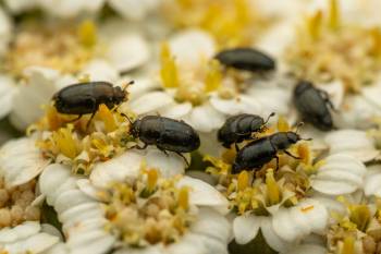 Common Pollen Beetle