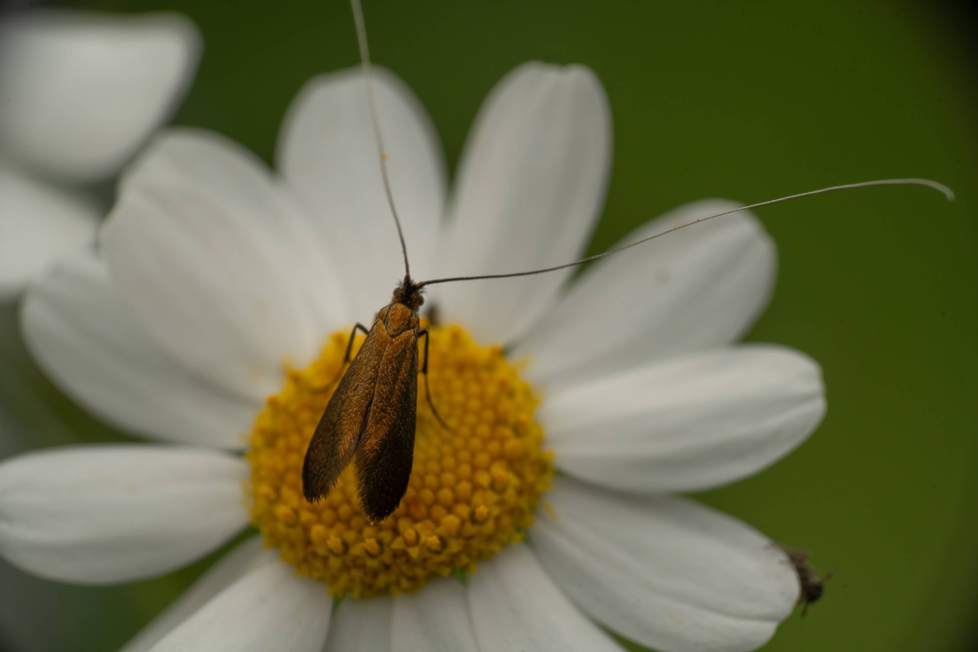 Adela violella | Adela violella