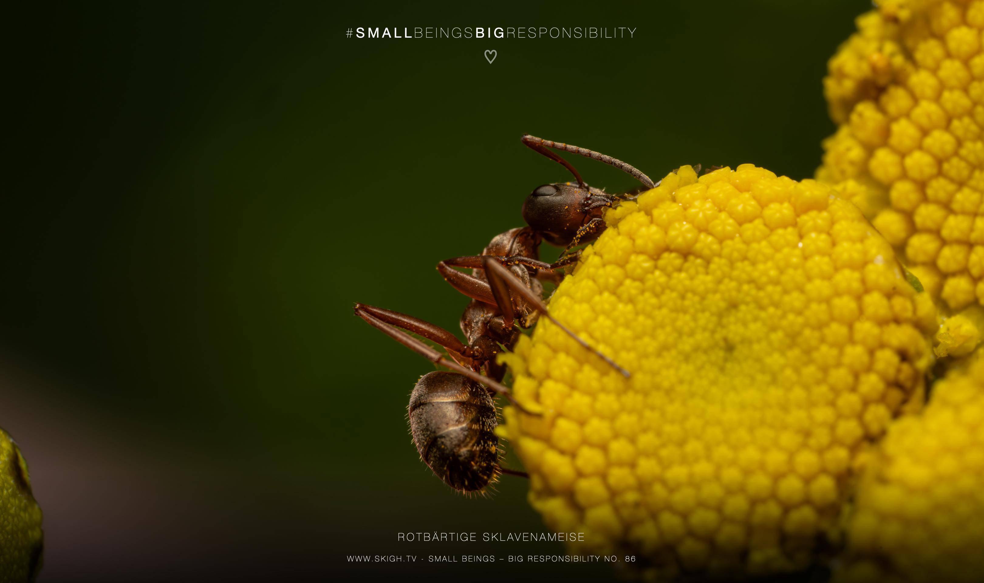 Rotbärtige Sklavenameise