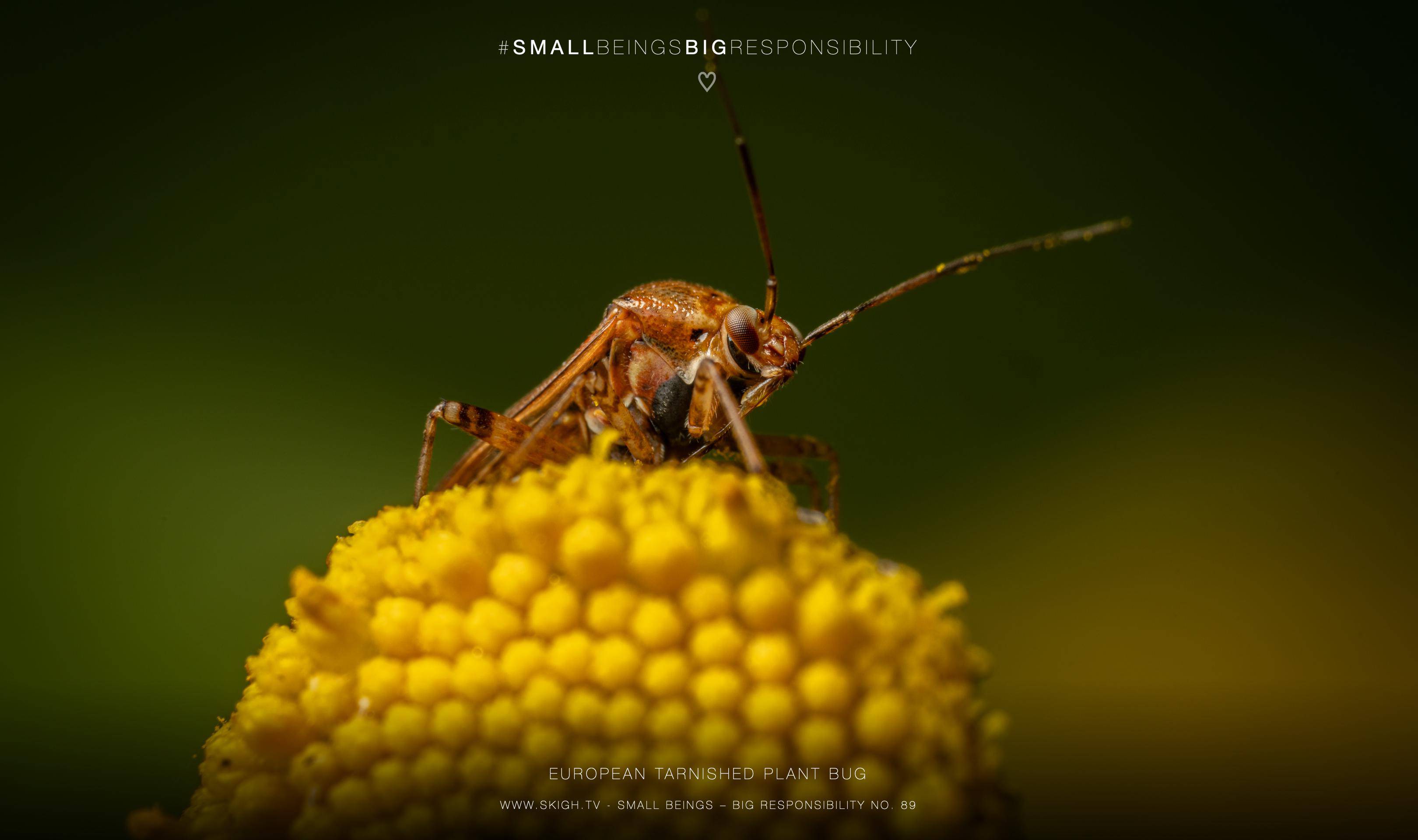 European tarnished plant bug