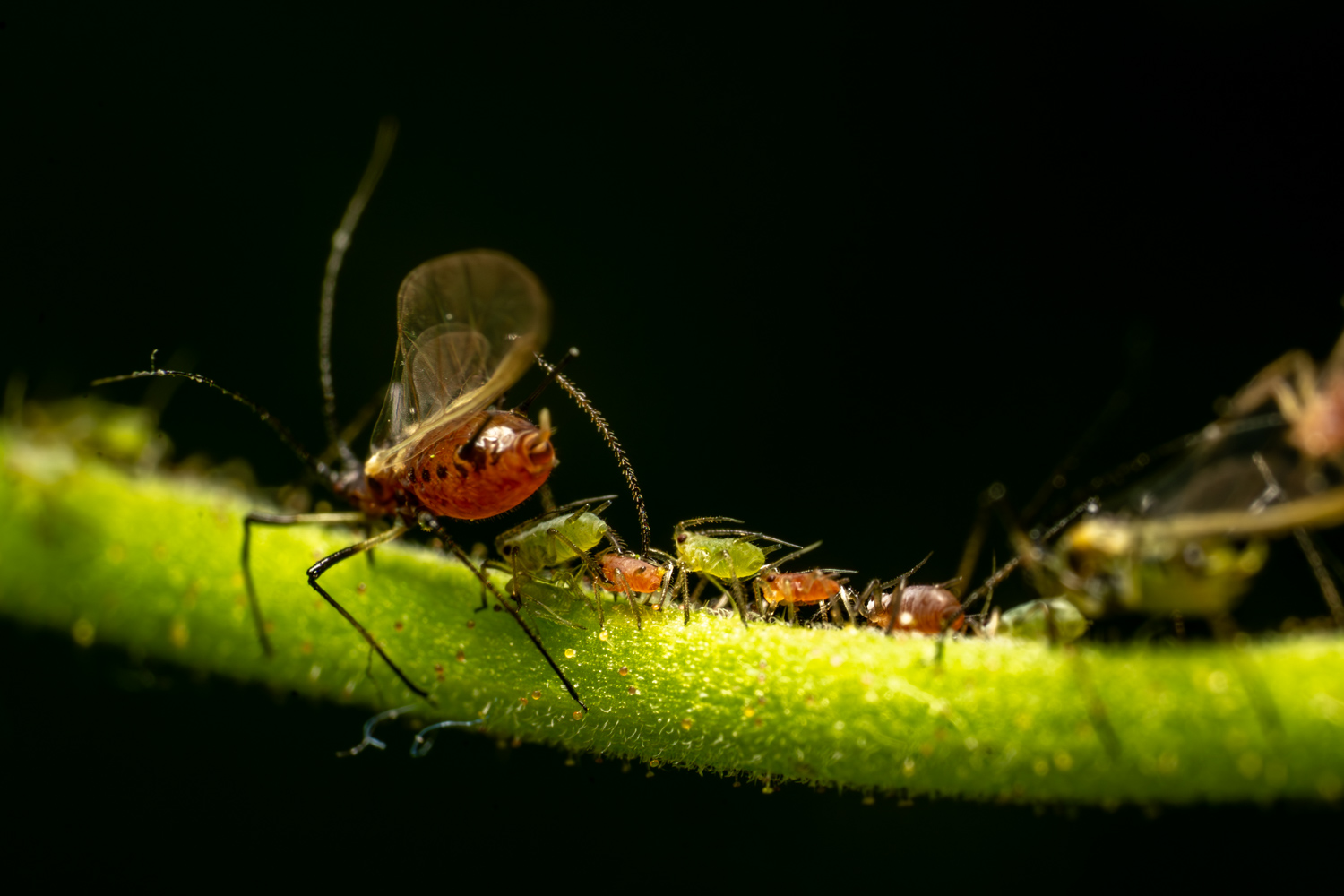 Aphids