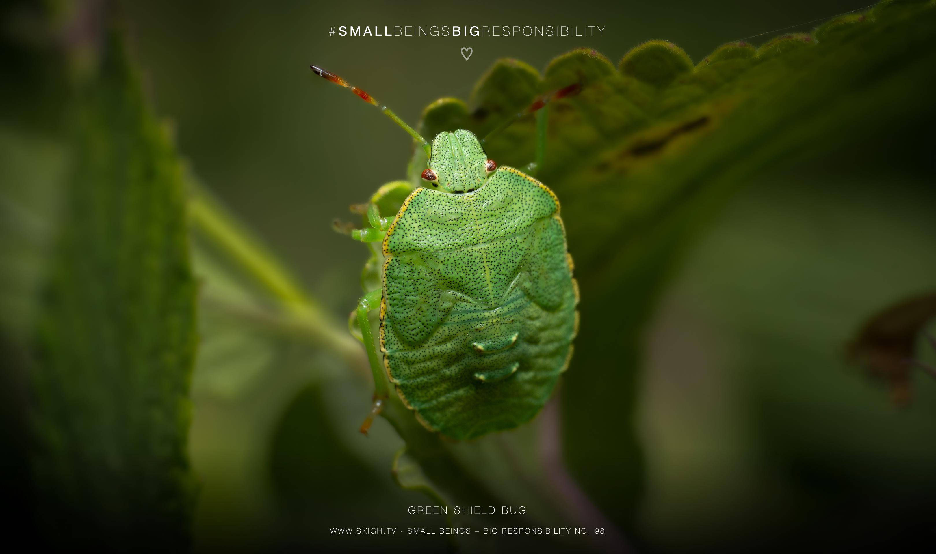 green shield bug