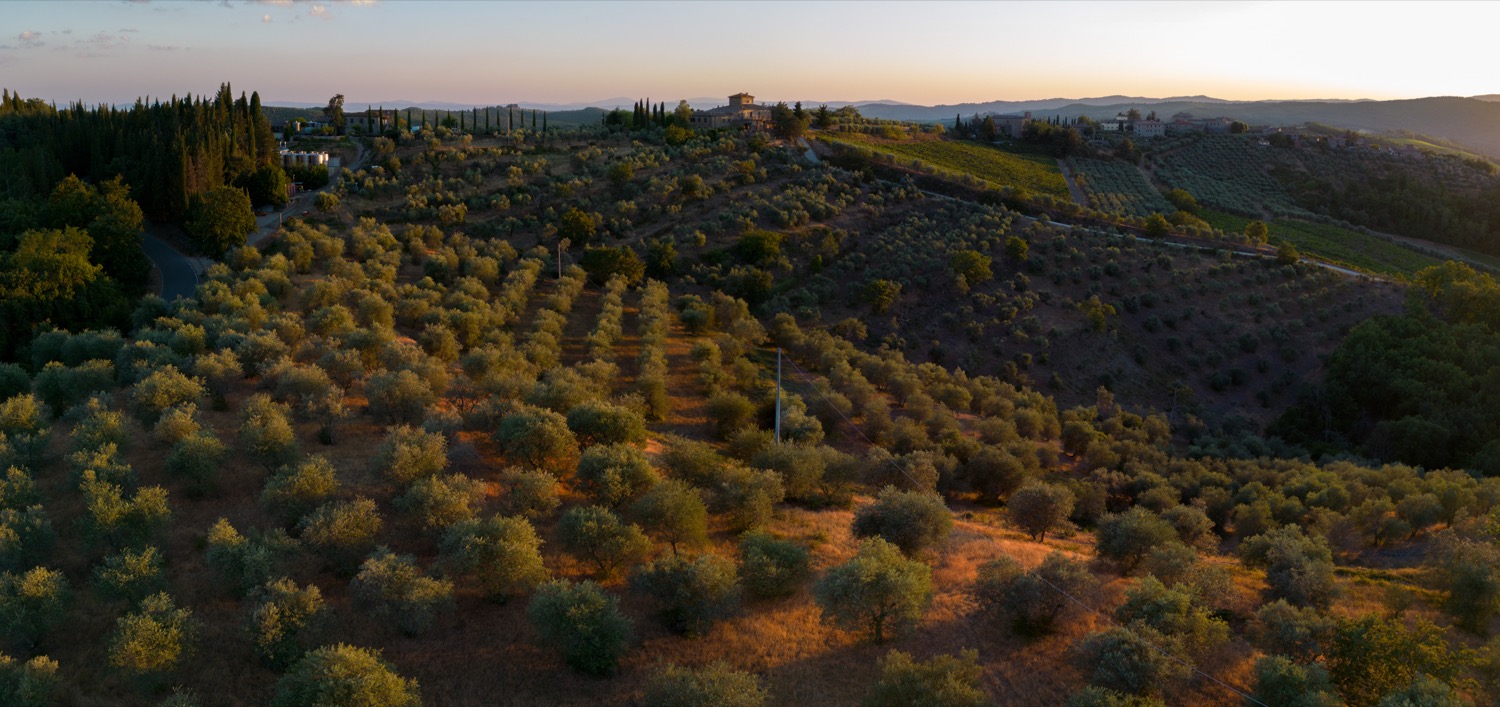 Tuscan olive gardens | 1/1000s * f1.7 * ISO 100 * 7mm - 6.7 mm f/1.7 - DJI Mini 3 pro Tuscan olive gardens